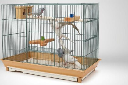 découvrez comment choisir la taille idéale, les accessoires essentiels et les conseils d'hygiène pour une cage parfaite destinée à votre pigeon domestique.