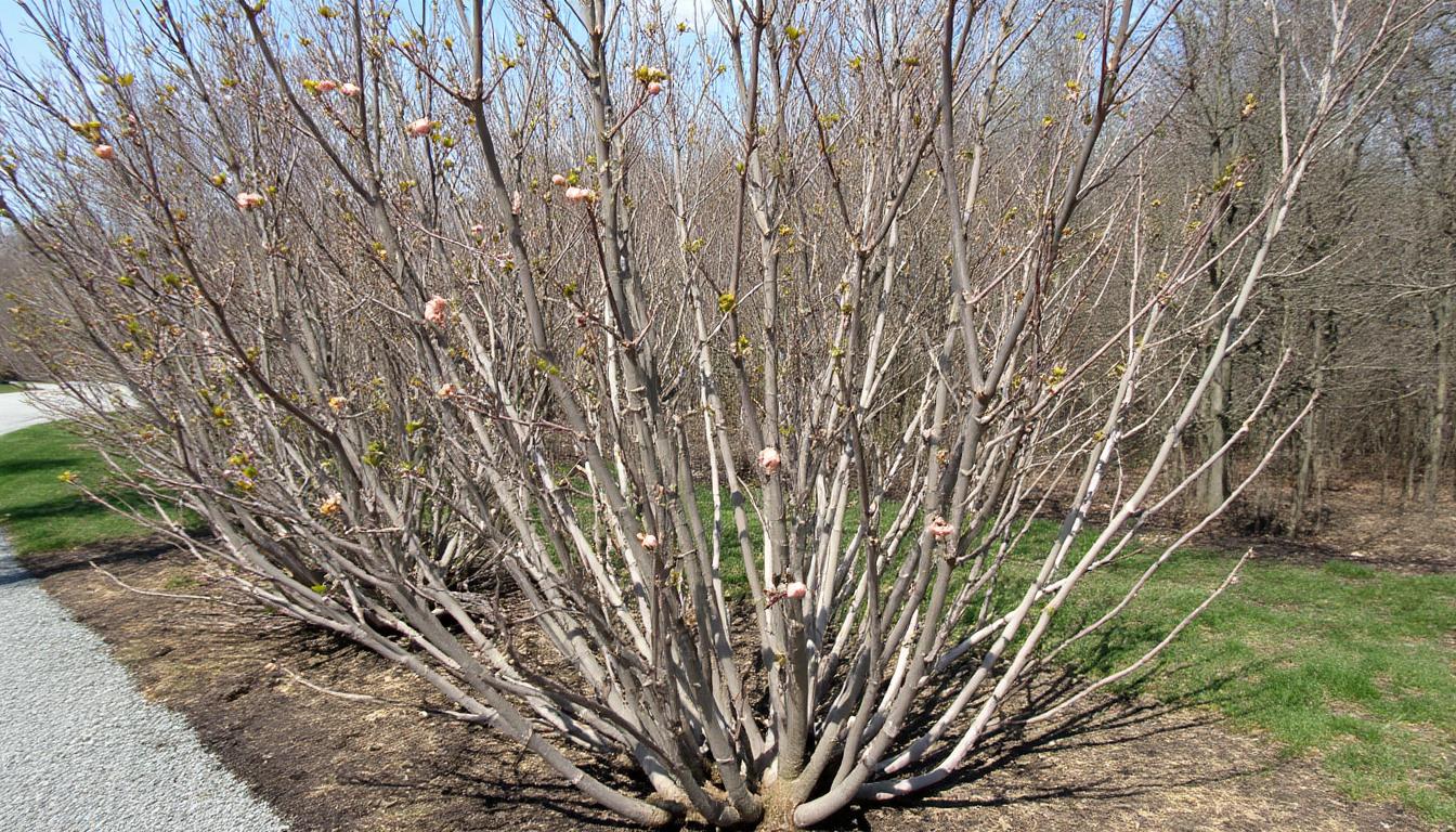 découvrez comment sauver vos hortensias morts en avril février 2026 avec des astuces pratiques avant de les arracher définitivement. donnez-leur une seconde chance dès maintenant !