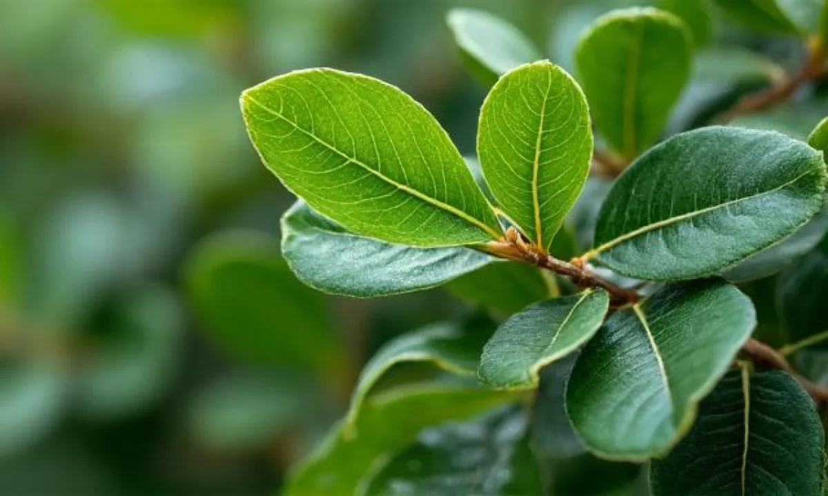 Eucalyptus gunnii : planter et cultiver cet arbre décoratif au jardin