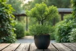 Eucalyptus gunnii : planter et cultiver cet arbre décoratif au jardin