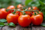 Maladies de la tomate : identifier, traiter et sauver sa récolte