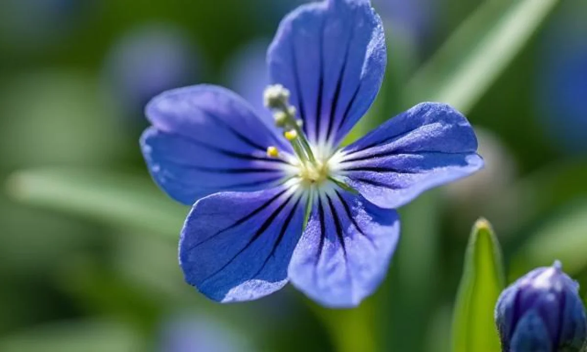 Mertensia maritima : la plante qui a goût d'huître à cultiver au jardin