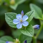 Mertensia maritima : la plante qui a goût d'huître à cultiver au jardin