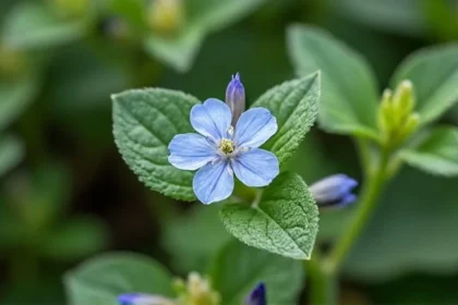 Mertensia maritima : la plante qui a goût d'huître à cultiver au jardin
