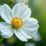 Nom de fleur : guide complet et pratique