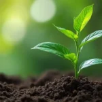 Planter noyau avocat : guide complet et réponses