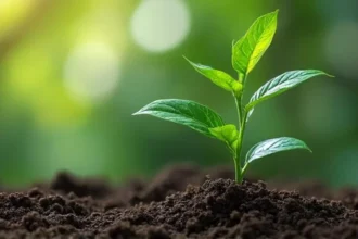 Planter noyau avocat : guide complet et réponses