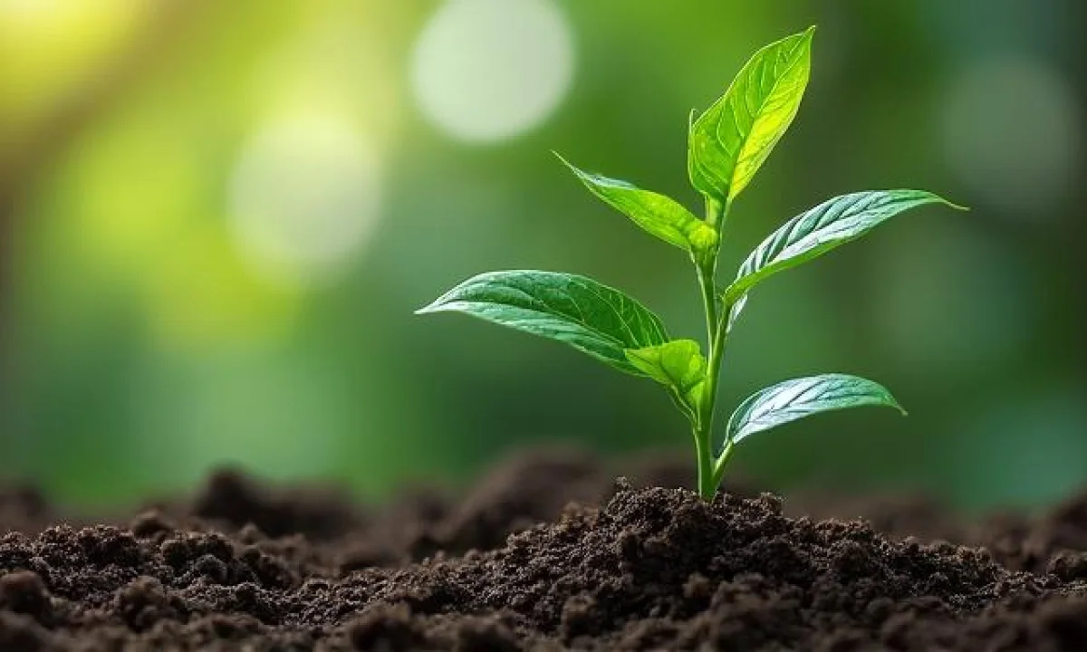 Planter noyau avocat : guide complet et réponses