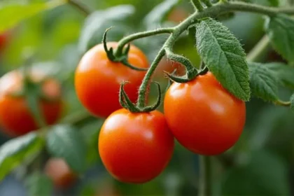 Quand planter les tomates : guide complet et réponses