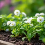 Que planter après les Saints de Glace : le guide complet du potager de mai