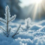 Saints de glace 2026 : les dates à connaître pour ne pas détruire vos plantations