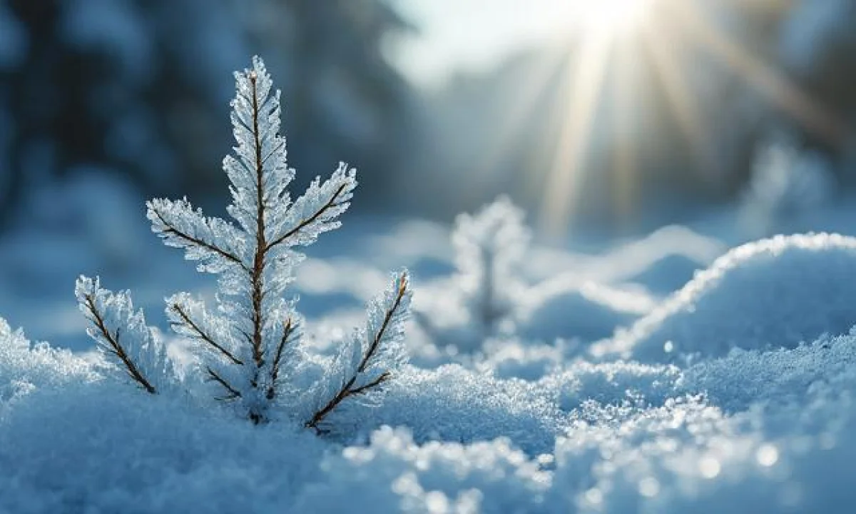 Saints de glace 2026 : les dates à connaître pour ne pas détruire vos plantations