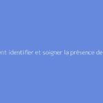 Comment identifier et soigner la présence de gros vers blancs dans la terre