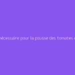 Durée nécessaire pour la pousse des tomates en serre