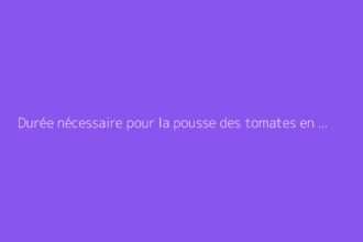 Durée nécessaire pour la pousse des tomates en serre