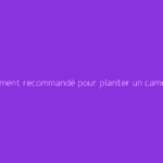 Emplacement recommandé pour planter un camélia et assurer une belle floraison