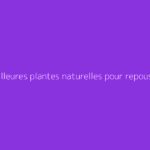 Les meilleures plantes naturelles pour repousser les moustiques