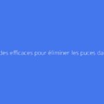Méthodes efficaces pour éliminer les puces dans un jardin