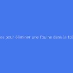 Méthodes pour éliminer une fouine dans la toiture