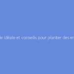 Période idéale et conseils pour planter des endives