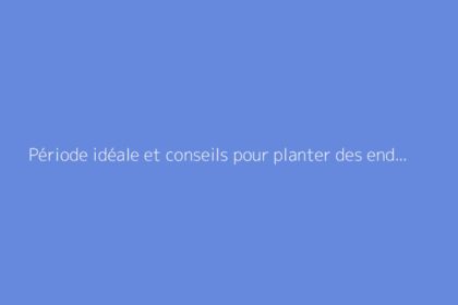 Période idéale et conseils pour planter des endives