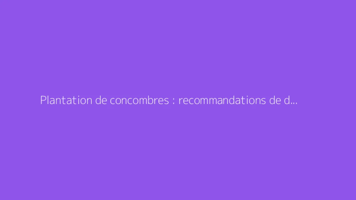Plantation de concombres : recommandations de distance et astuces