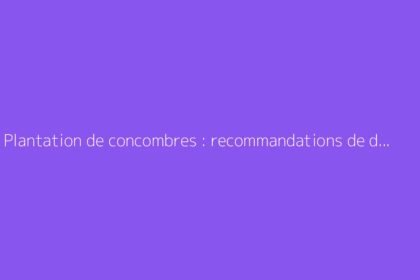 Plantation de concombres : recommandations de distance et astuces
