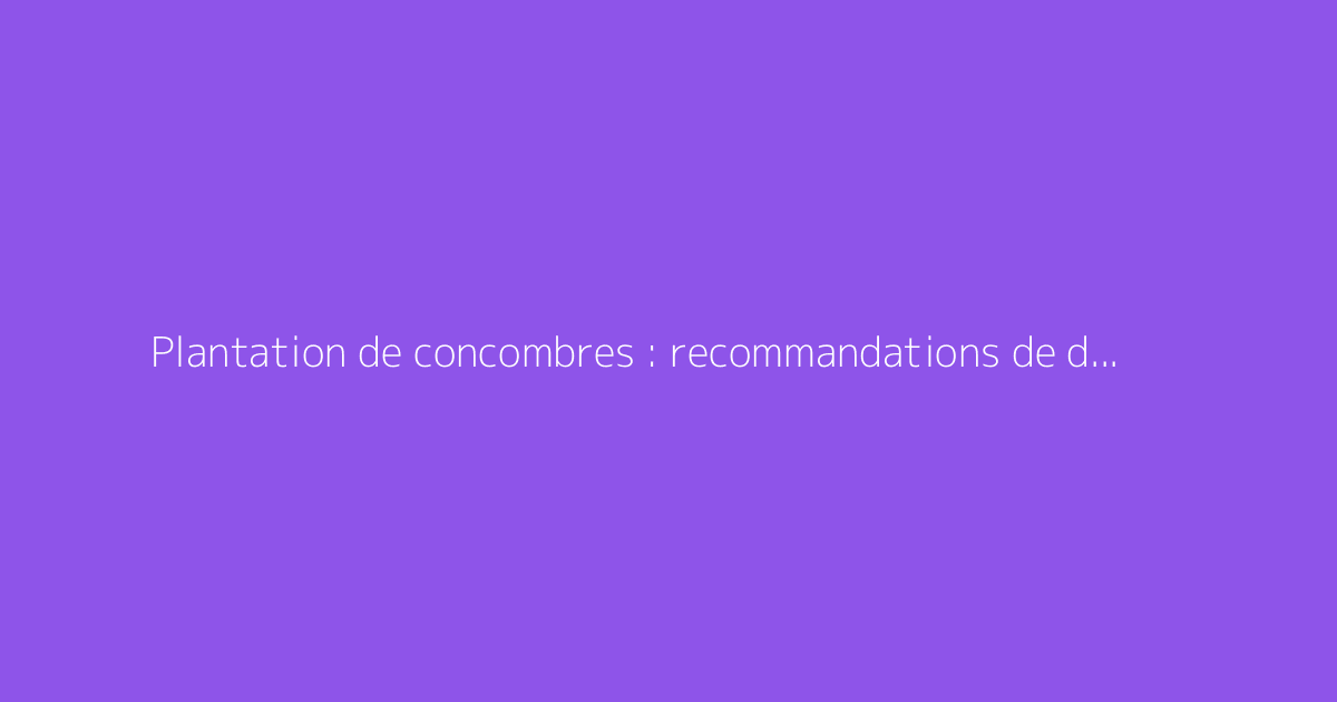 Plantation de concombres : recommandations de distance et astuces
