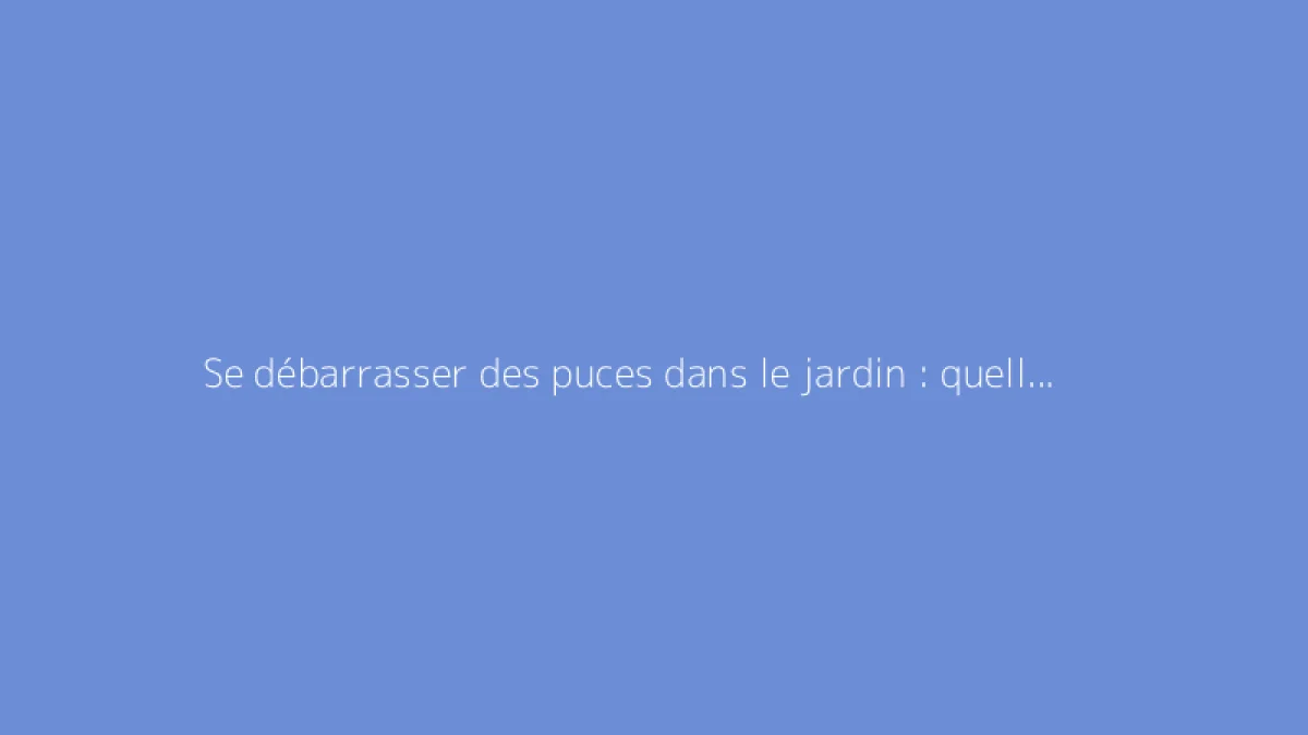 Se débarrasser des puces dans le jardin : quelles solutions ?