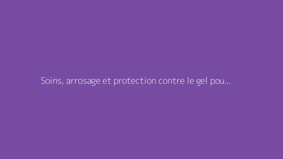Soins, arrosage et protection contre le gel pour la Cordyline australis