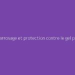 Soins, arrosage et protection contre le gel pour la Cordyline australis