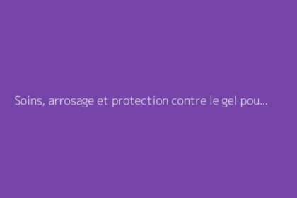 Soins, arrosage et protection contre le gel pour la Cordyline australis
