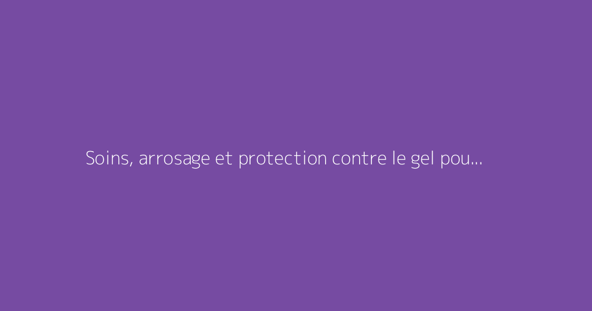 Soins, arrosage et protection contre le gel pour la Cordyline australis