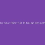 Solutions pour faire fuir la fouine des combles
