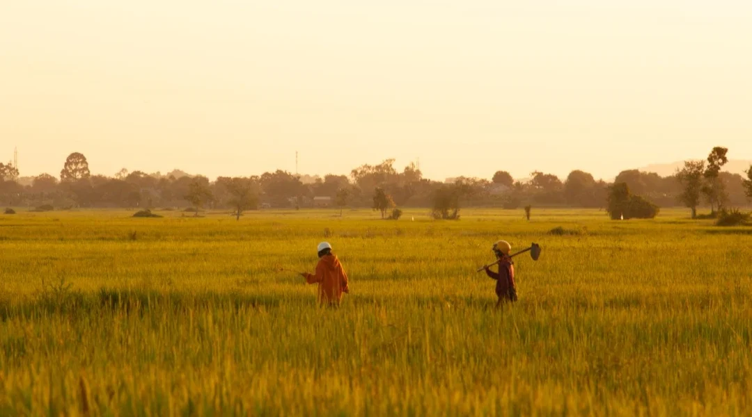 Investir dans le secteur de l’agriculture au Cambodge : opportunités et risques en 2027