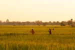 Investir dans le secteur de l’agriculture au Cambodge : opportunités et risques en 2027