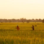 Investir dans le secteur de l’agriculture au Cambodge : opportunités et risques en 2027