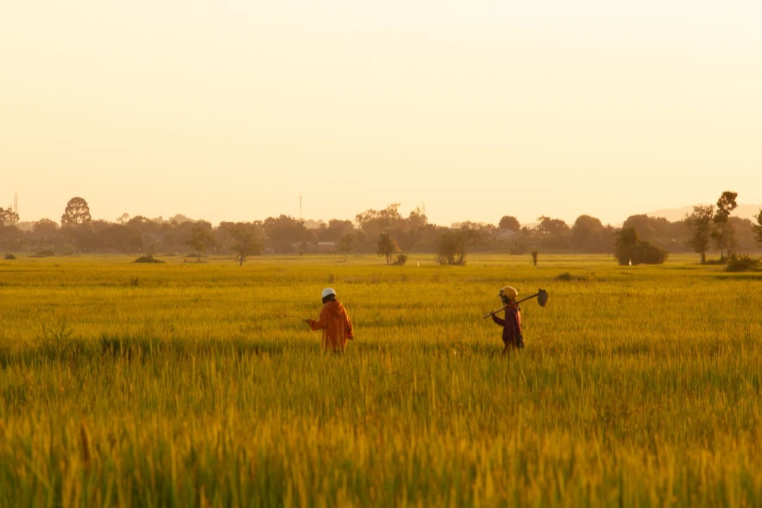 Investir dans le secteur de l’agriculture au Cambodge : opportunités et risques en 2027