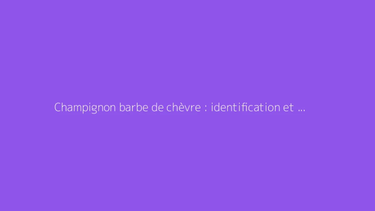 Champignon barbe de chèvre : identification et usages possibles
