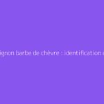 Champignon barbe de chèvre : identification et usages possibles