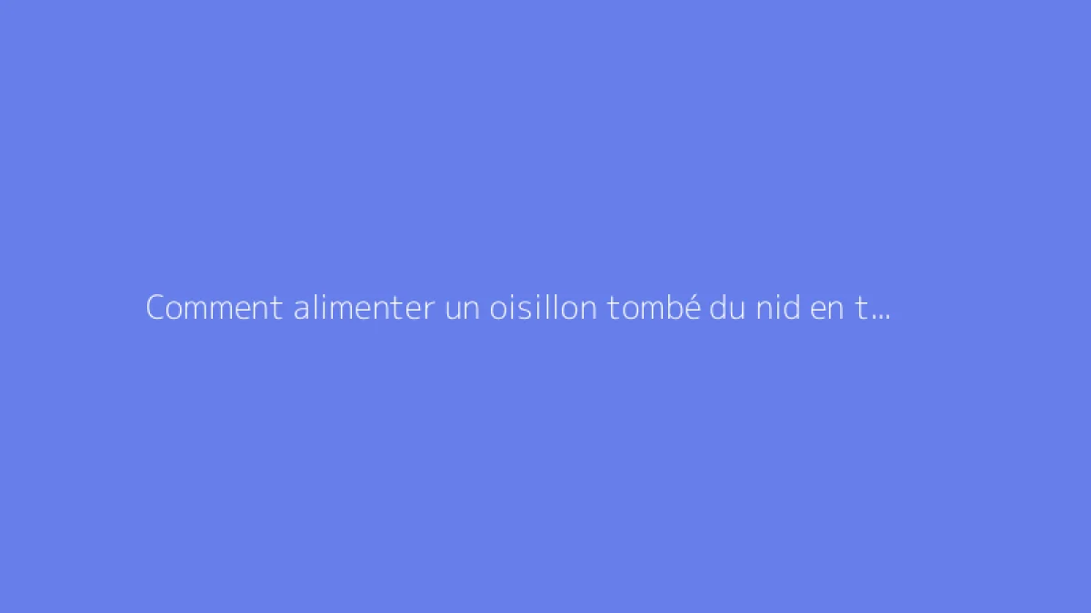 Comment alimenter un oisillon tombé du nid en toute sécurité