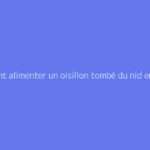 Comment alimenter un oisillon tombé du nid en toute sécurité