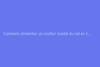 Comment alimenter un oisillon tombé du nid en toute sécurité
