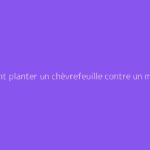 Comment planter un chèvrefeuille contre un mur : conseils utiles