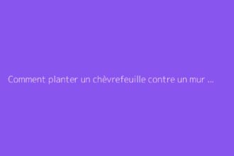 Comment planter un chèvrefeuille contre un mur : conseils utiles