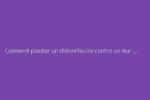 Comment planter un chèvrefeuille contre un mur : conseils utiles