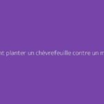 Comment planter un chèvrefeuille contre un mur : conseils utiles