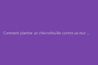 Comment planter un chèvrefeuille contre un mur : conseils utiles