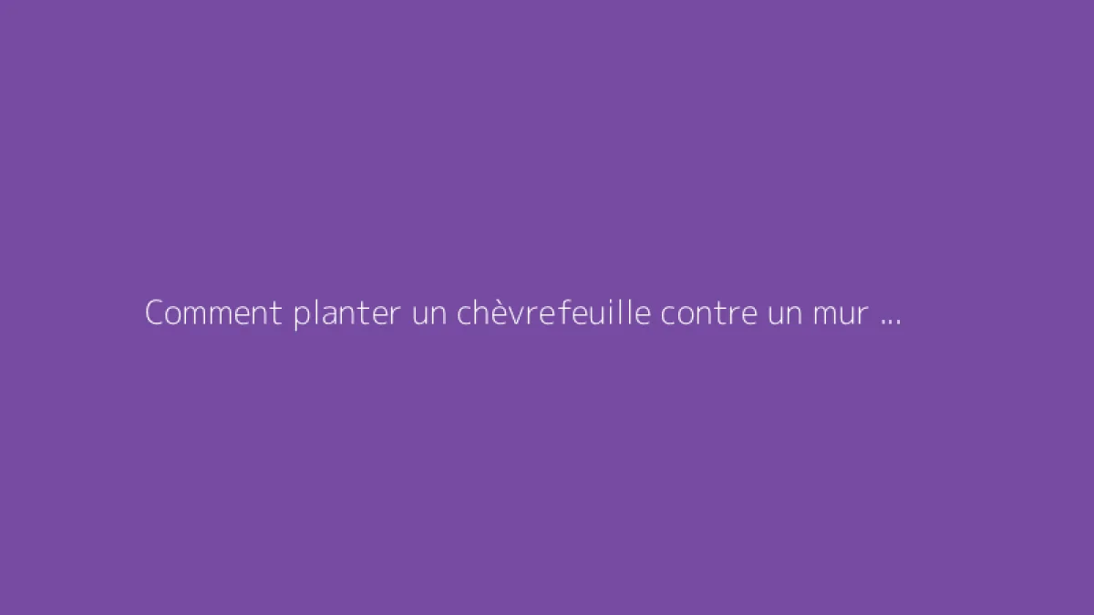 Comment planter un chèvrefeuille contre un mur : conseils utiles