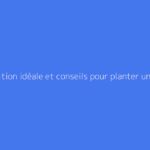 Exposition idéale et conseils pour planter un oranger du Mexique
